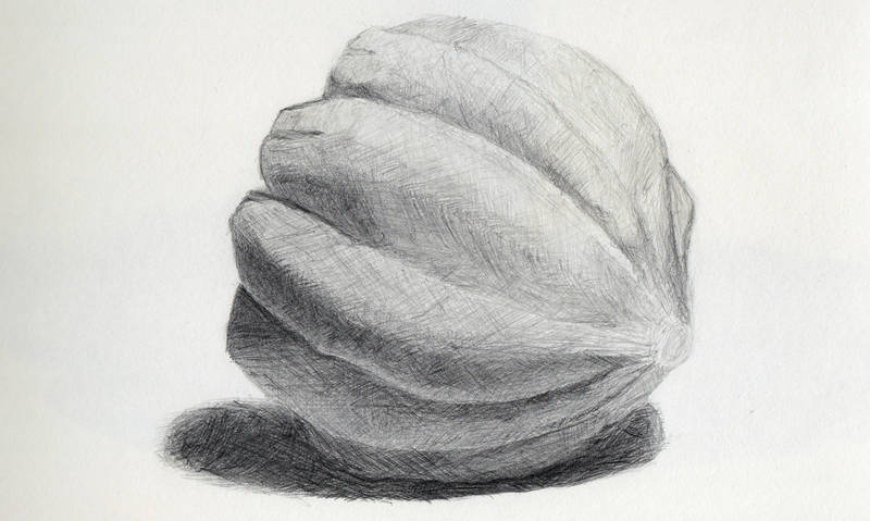 image of a squash